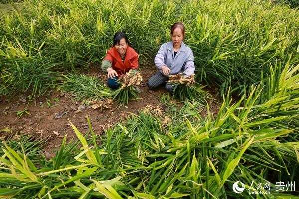 仁壽種植生姜（眉山生姜種植基地）-圖1