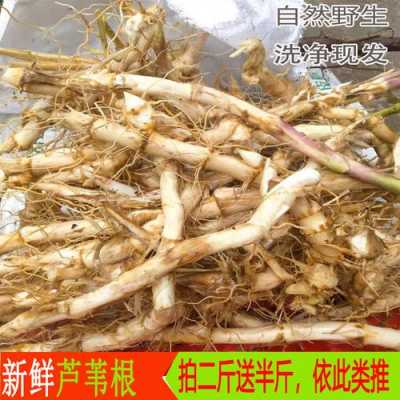 生姜茅草根葦子根（生姜 根）-圖1