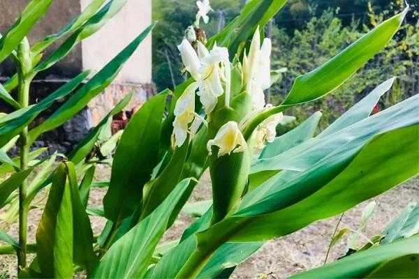 生姜樹開花（姜樹會開花嗎）