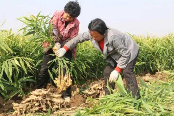 生姜如何松土（生姜怎么用土埋起來）-圖2