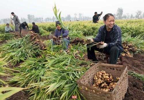 安徽界首生姜（安徽界首生姜種植基地）