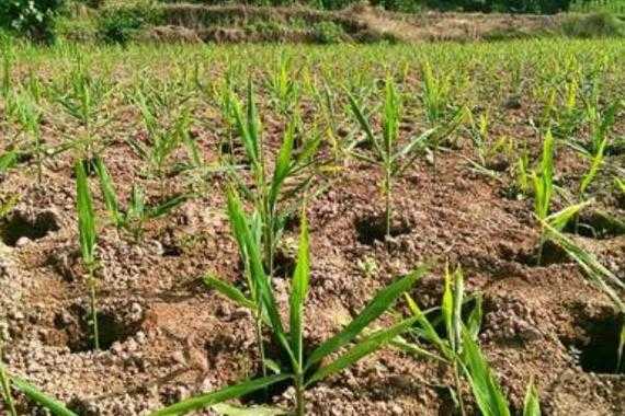 遂寧生姜種植（四川生姜種植基地價格）