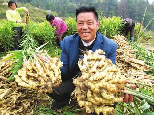 遂寧生姜種植（四川生姜種植基地價格）-圖2