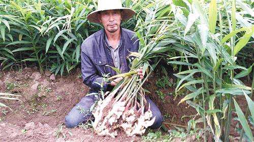 貴州惠水縣生姜種植補(bǔ)貼（貴州山區(qū)種生姜實(shí)用技術(shù)）-圖2