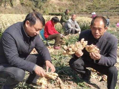 樂山生姜滯銷（樂山生姜滯銷商）-圖1