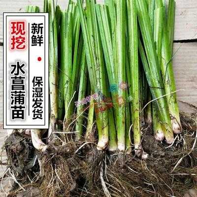 香蒲根臭蒲根生姜根香菜根（香蒲根莖怎么做菜）-圖1