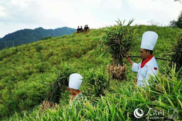 恭城生姜種植（恭城生姜種植面積）-圖3