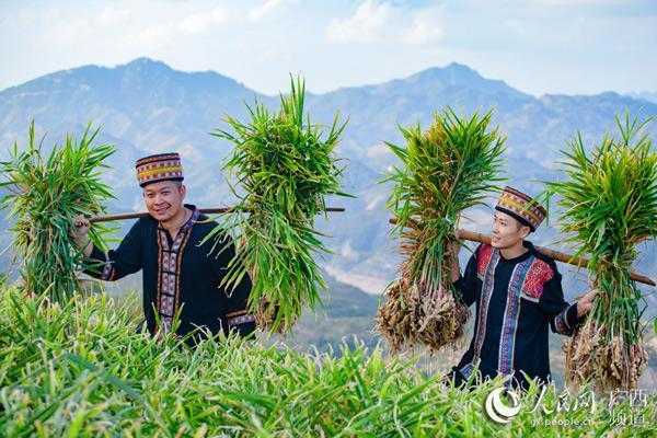 恭城生姜種植（恭城生姜種植面積）-圖1