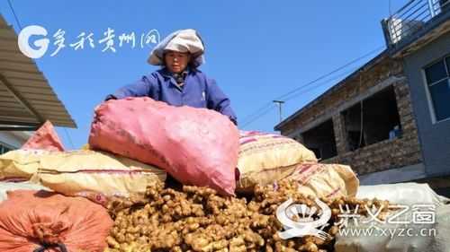 興義出售生姜（貴州興義生姜批發(fā)市場(chǎng)）-圖3