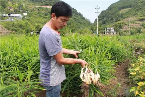 豐都生姜基地（豐潤區(qū)生姜種植面積）