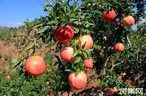 生姜石榴種植（石榴種植管理技術(shù)）