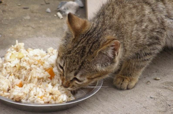 貓咪誤食生姜（貓咪誤食生姜怎么辦）