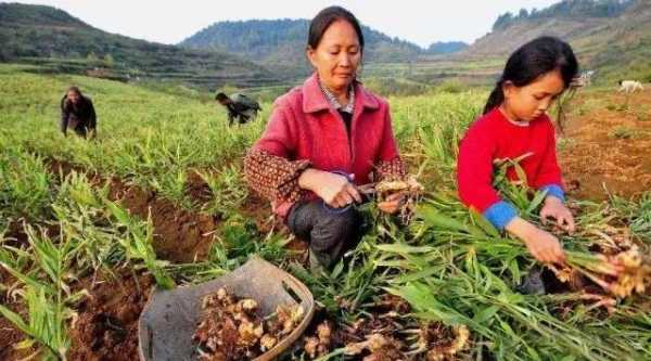 安遠(yuǎn)生姜種植基地（安遠(yuǎn)生姜種植基地在哪里）