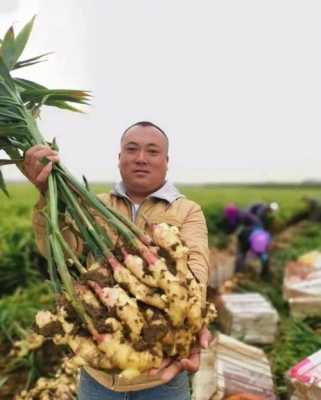 泡沫生姜的種植方法（泡沫箱姜種植技術(shù)）-圖3