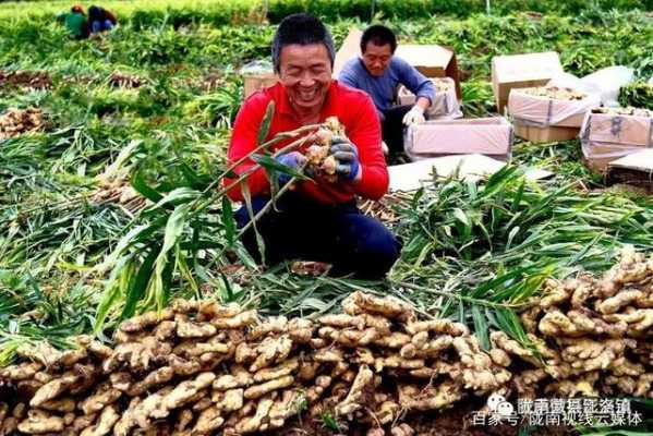 隴南能種生姜嘛嗎（隴南能種生姜嘛嗎現(xiàn)在）