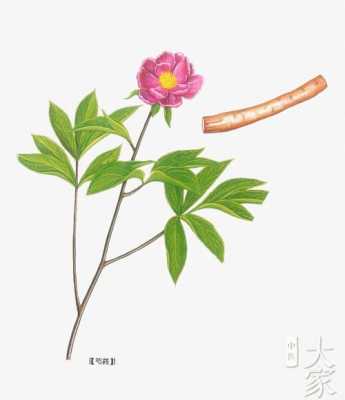 赤芍生姜赤芍（中藥赤芍赤芍）