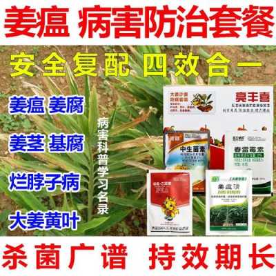 生姜瘟有什么治理方法（生姜姜瘟病最新特效藥）