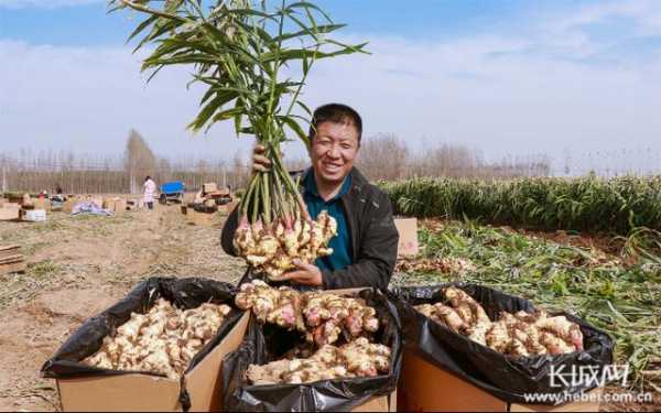 睢寧生姜（徐州生姜種植基地）