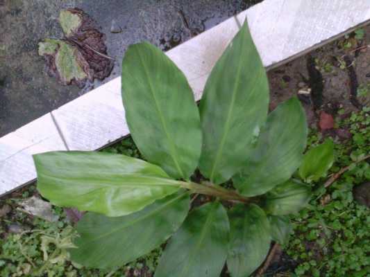 葉子象生姜但不是生姜l（葉子像生姜的植物圖片和名稱(chēng)）