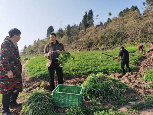 會龍鎮(zhèn)生姜場（會龍鎮(zhèn)生姜場地址）-圖3