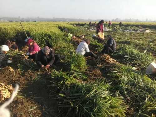 河南農(nóng)村大集上生姜零售價（河南生姜種植基地）-圖1