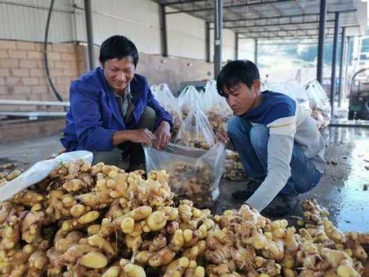 生姜加工廠要投資多少錢（生姜加工的銷路）-圖1