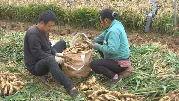 生姜加工廠要投資多少錢（生姜加工的銷路）-圖3