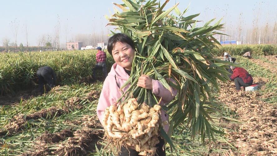 河南哪幾個(gè)地方種生姜（河南什么地方種植生姜）