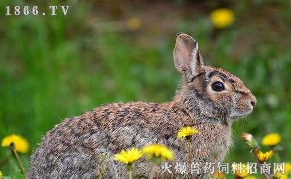 野兔生姜治療癲癇（野兔的藥用）-圖1