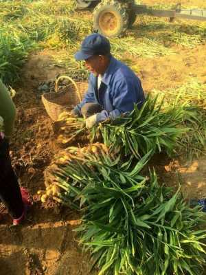 蒲江種生姜（四川生姜種植基地價格）-圖3