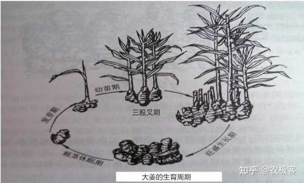 生姜生育過程（生姜是怎樣繁殖的?）-圖1