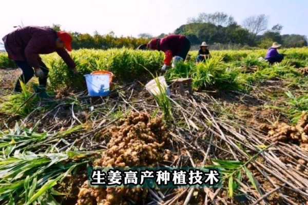 生姜空氣栽培（生姜栽培枝術(shù)）-圖1