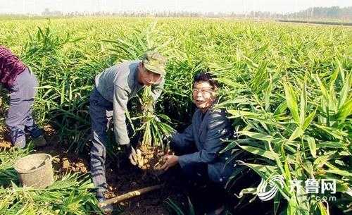 昌邑生姜什么時(shí)候上市種植（昌邑大姜幾月份采收）