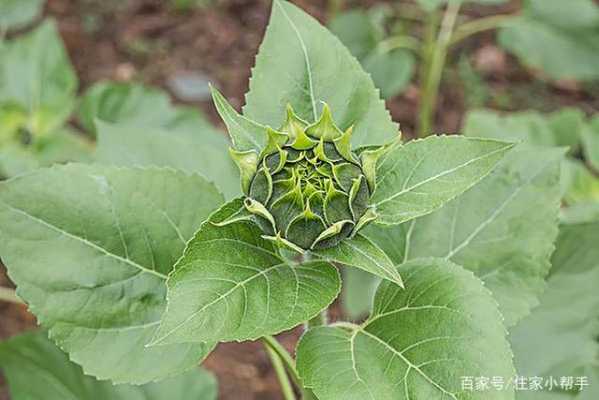 葉像向日葵根莖像生姜（葉子像向日葵的花）-圖1