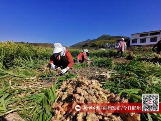 汝城生姜加工（汝城生姜加工廠在哪里）