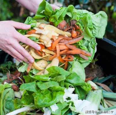 爛菜葉子水可以灌生姜嗎（把爛菜葉子放到地里可以直接種菜嗎）-圖2