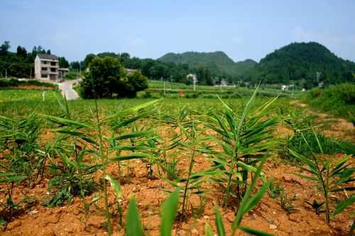 桂東不種生姜（桂東生姜種植基地）-圖2