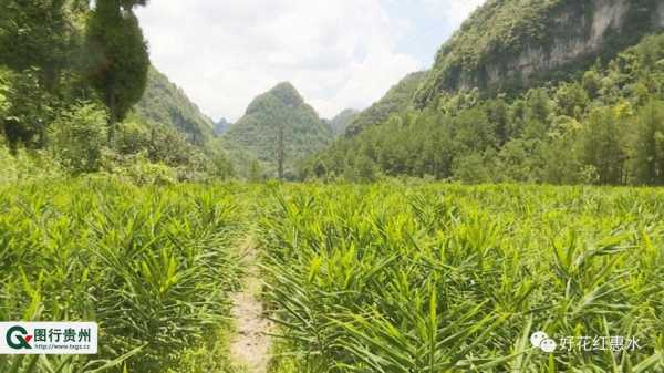 生姜種植地（生姜種植地域要求）