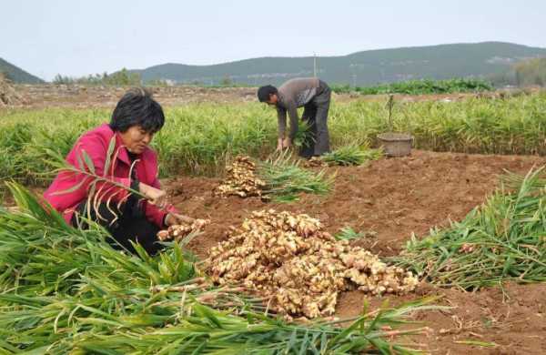 生姜皮是什么肥料（生姜皮是什么肥料做的）-圖1