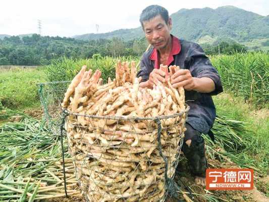 寧德生姜收購（長期大量收購生姜廈門）-圖1