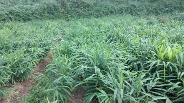 四川筠連生姜種植基地（四川筠連生姜種植基地地址）-圖1