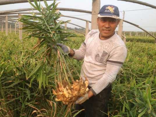 生姜招聘（招聘生姜種植技術員）