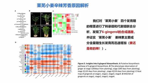 體重生姜基因（體重生姜基因什么意思）-圖1