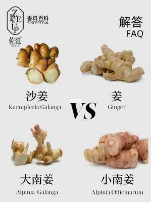 從生姜（從生姜中提取香料實(shí)驗(yàn)報(bào)告）-圖2