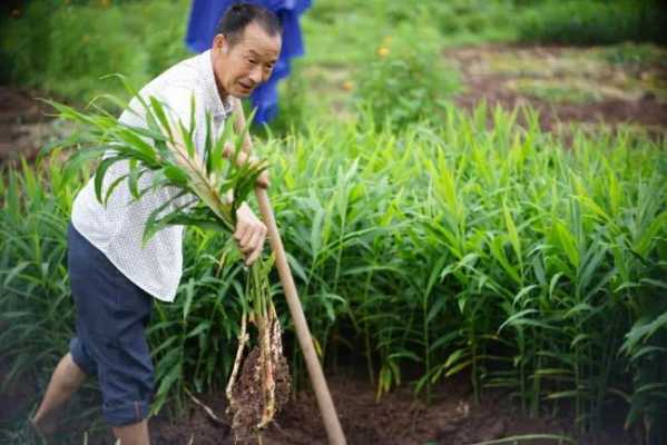 生姜地里套種谷子嗎（種生姜能蓋地膜嗎）-圖1