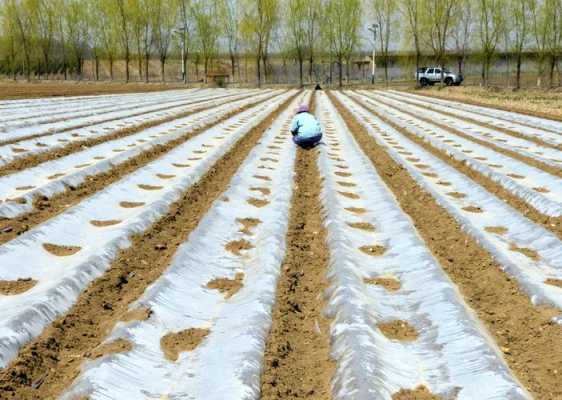 種植生姜地膜覆蓋能不能打（地膜生姜需要什么肥料做底肥）-圖2