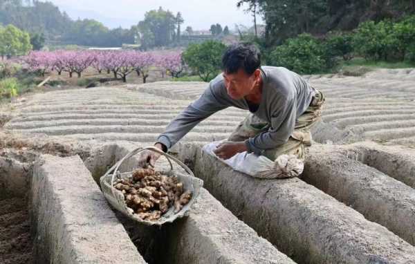 福安溪潭種植生姜合作社（福安溪潭種植生姜合作社地址）