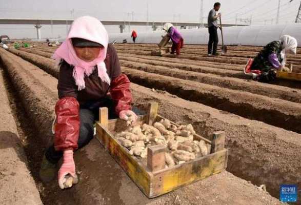 生姜種植模具（生姜種植機(jī)械化）-圖3