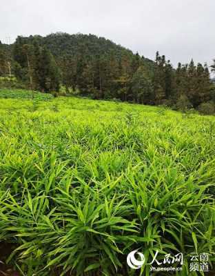 租地生姜種植（租地生姜種植合法嗎）-圖1