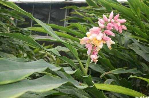 菜地里生姜開了花（生姜開花后會結種子嗎）